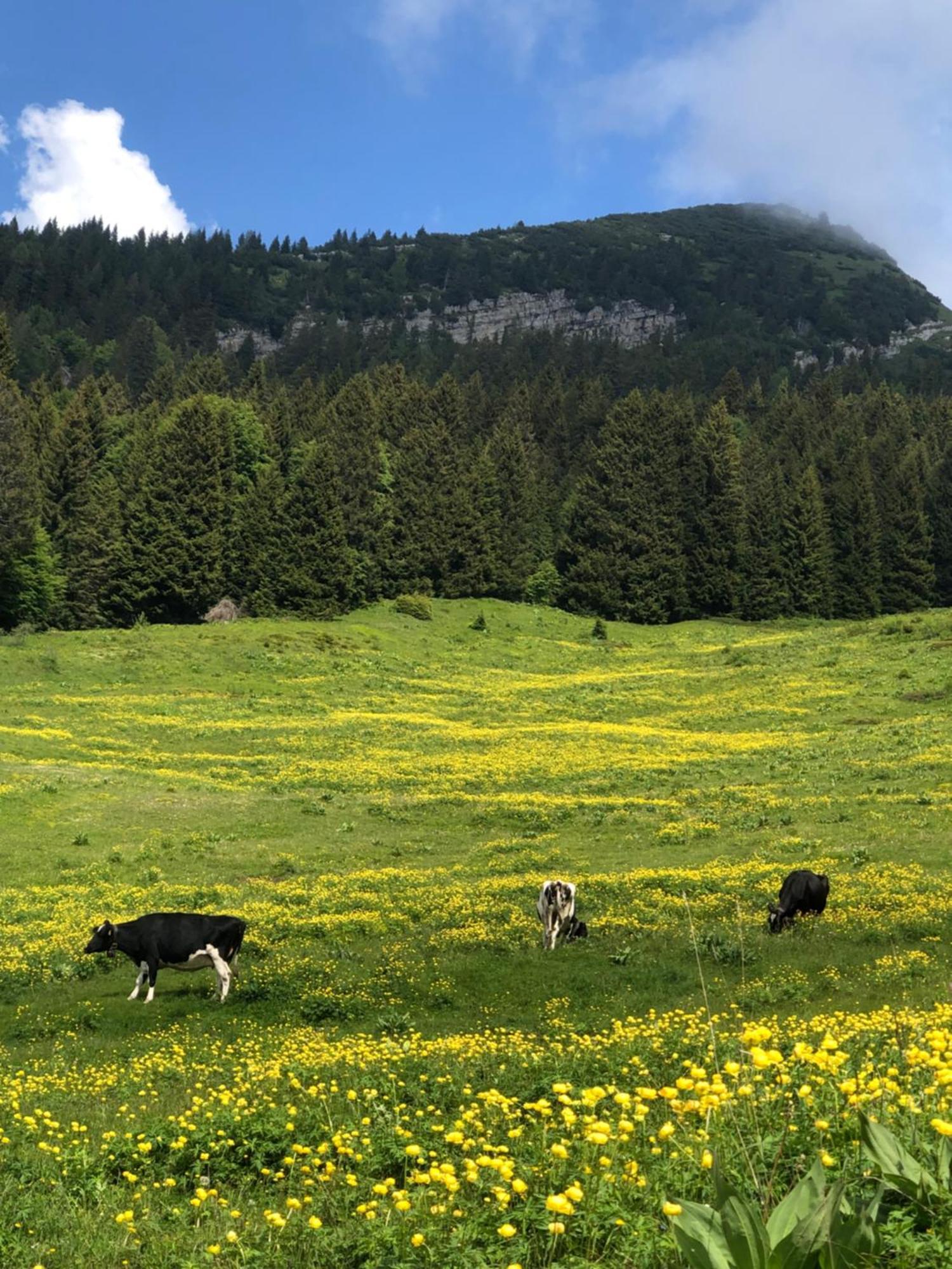 Silene Tremalzo Detox公寓 外观 照片